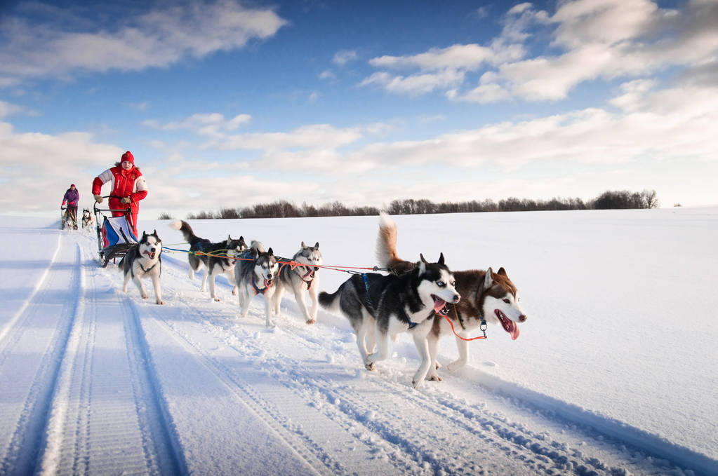女人 musher 躲在后面雪橇在雪中无线上的狗拉雪橇比赛