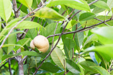 在太阳下晒的新鲜豆蔻花种子的特写镜头
