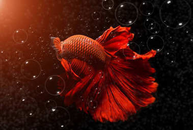 喜歡紅色的斗魚(yú)或 Saimese 斗
