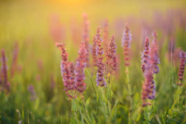 薰衣草田夏季日落風(fēng)景的美麗形象。拉文