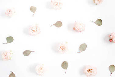 米色玫瑰，桉樹葉在白色背景上