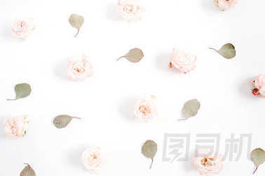 米色玫瑰，桉樹葉在白色背景上