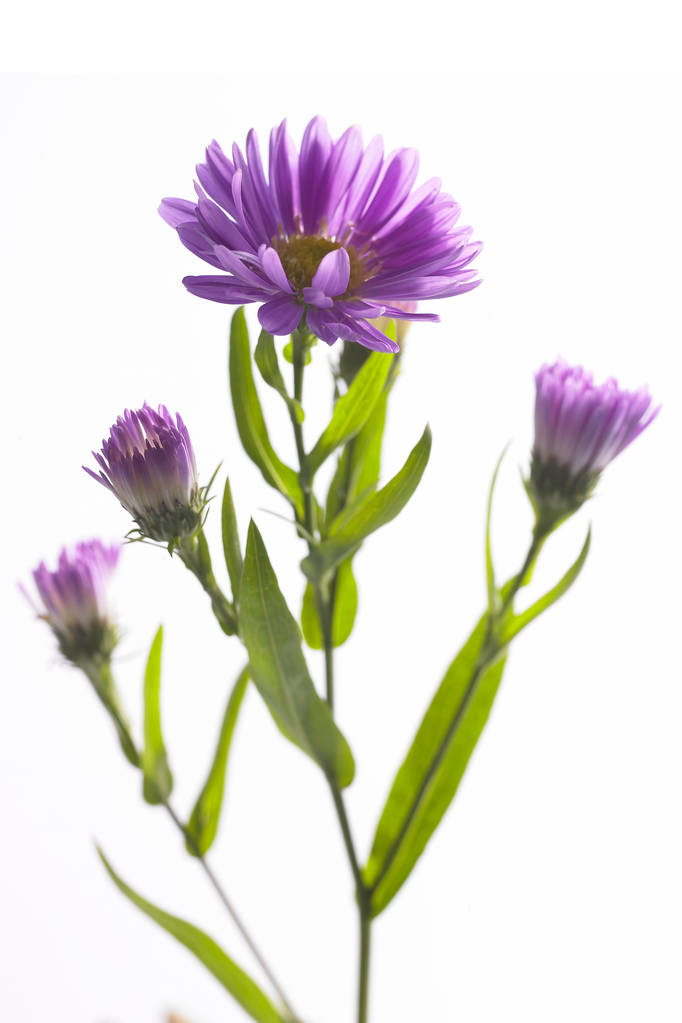 美丽的雏菊花图片