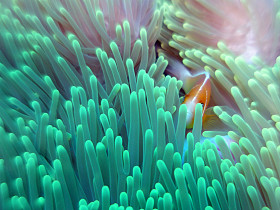 粉红色 anemonefish
