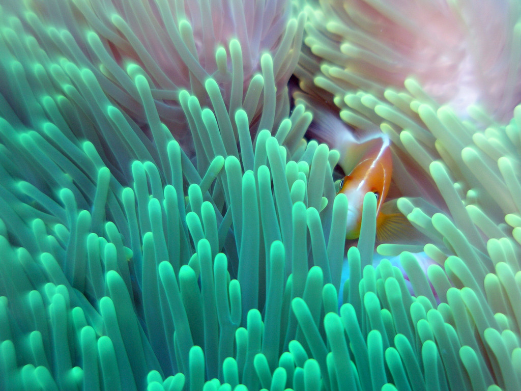 粉红色 anemonefish
