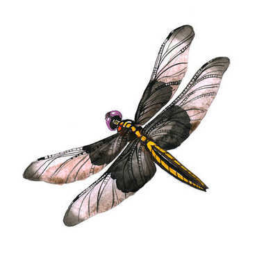 在孤立的水彩風(fēng)格的昆蟲(chóng)蜻蜓