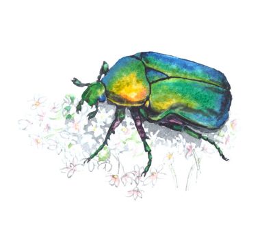 玫瑰金龟子 （cetonia 子） 与白色的花。白色背景上的水彩插图