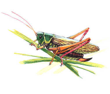 蝗蟲(chóng)與紅色滯后，坐在草地上。白色背景上的寫(xiě)實(shí)水彩繪畫(huà)