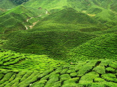 綠色茶園圖片