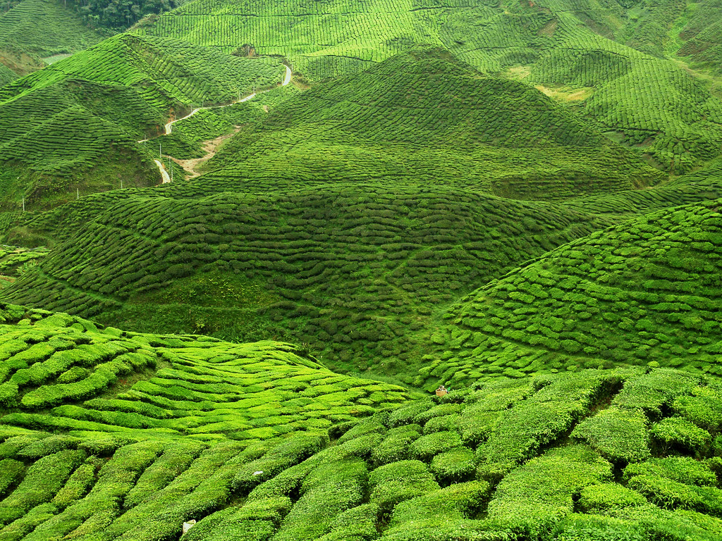 绿色茶园图片 绿色茶园图片