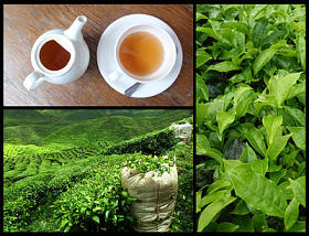 绿茶 绿茶图片