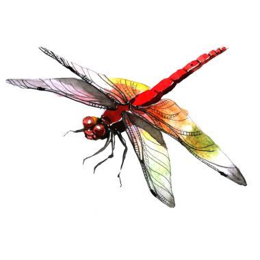 在孤立的水彩風(fēng)格的昆蟲(chóng)蜻蜓