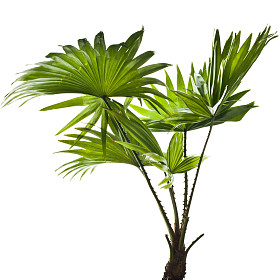 绿色的棕榈叶 (蒲圆叶棕榈树) 分离的边框