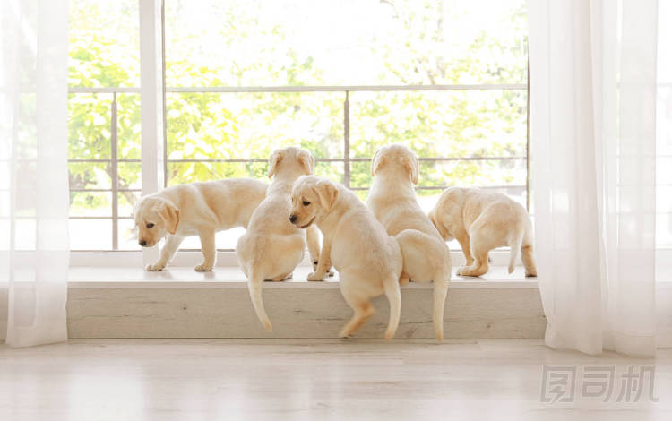 拉布拉多犬幼犬圖片