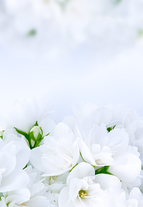 茉莉花背景