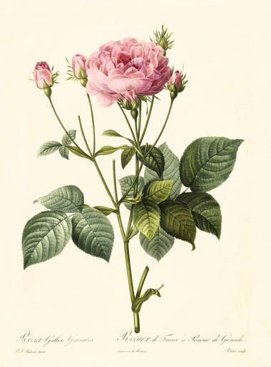 Rosa gallica 只 granatus 復(fù)古插畫