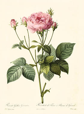 Rosa gallica 只 granatus 复古插画