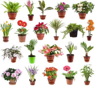 花卉盆栽植物花盆，在白色背景上孤立的集合