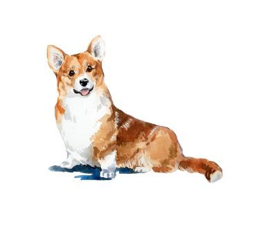 水彩手繪色彩鮮艷威爾士科基犬卡。動物的水彩概念