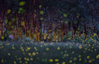 螢火蟲在夏天在泰國曼谷市附近的森林