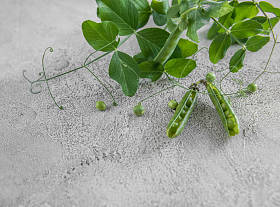 青豌豆壳，回家养殖图片