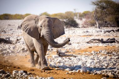 大象是大型哺乳動(dòng)物的家庭象和訂單長(zhǎng)鼻目。認(rèn)可三個(gè)物種，是非洲布什大象、 非洲森林大象和亞洲大象