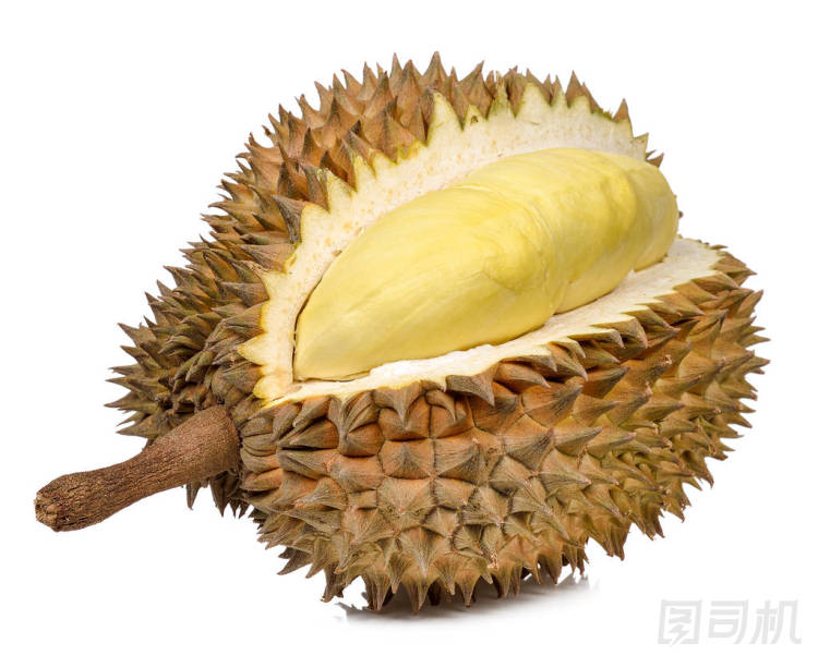 在白色的背景分離的榴蓮
