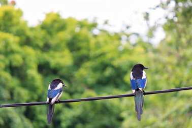 綠色背景的線上的兩個好奇喜鵲