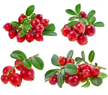 收集新鮮蔓越莓孤立在白色背景上