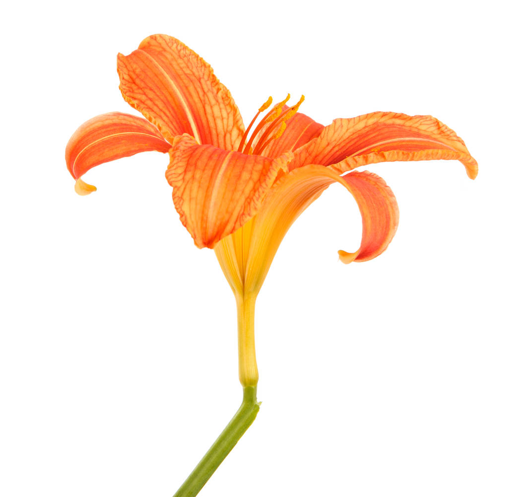 黄花菜的花芽形成。白色背景上孤立