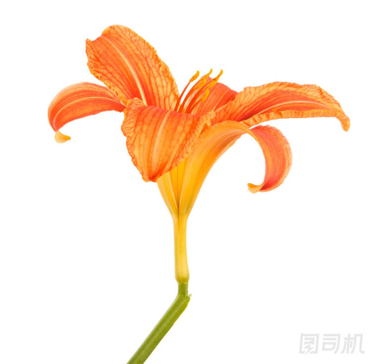 黃花菜的花芽形成。白色背景上孤立