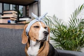 在头巾比格犬照片