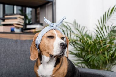 在头巾比格犬照片