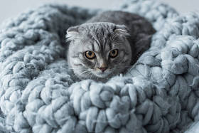 羊毛毯子上的猫图片