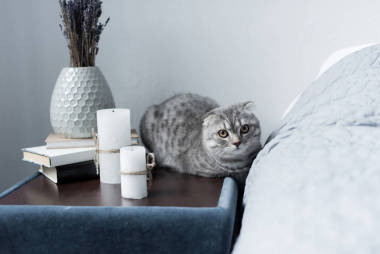 蘇格蘭折耳貓貓照片