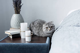 苏格兰折耳猫猫照片