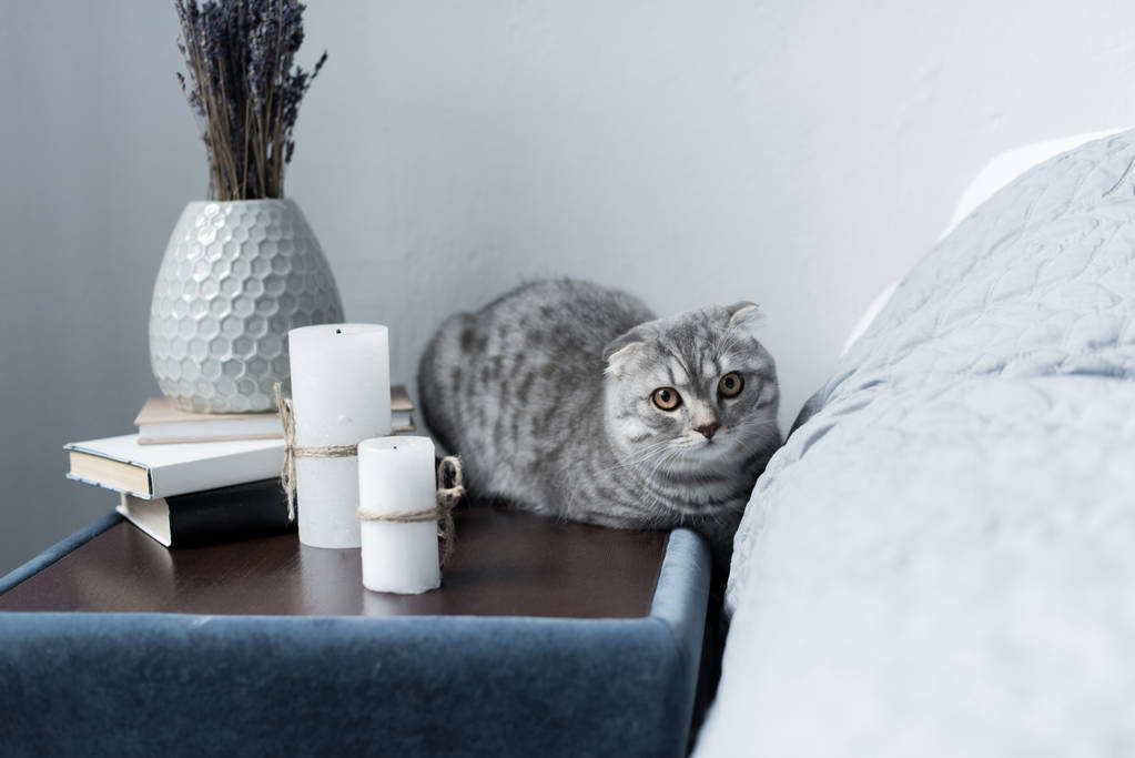 苏格兰折耳猫猫照片