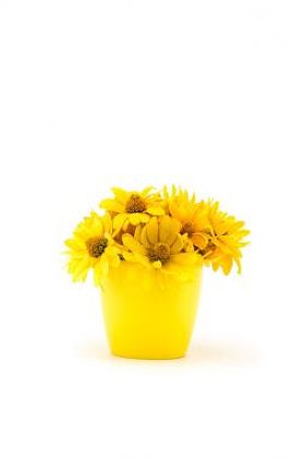 美丽的黄色花朵