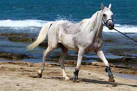 这匹马被绑在围栏图片