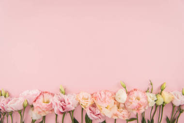 美麗的盛開花朵圖片