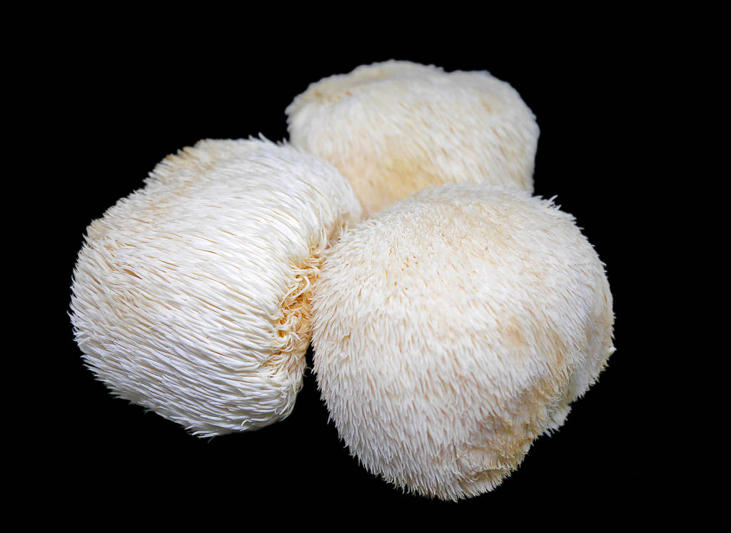 在黑色背景上的狮子的鬃毛蘑菇 在黑色背景上的狮子的鬃毛蘑菇