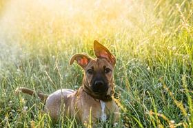 躺在草丛中的小狗