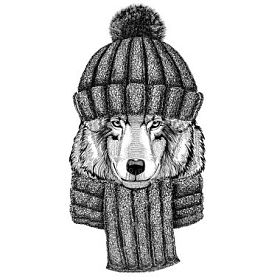 狼的狗戴针织的帽和围巾图片