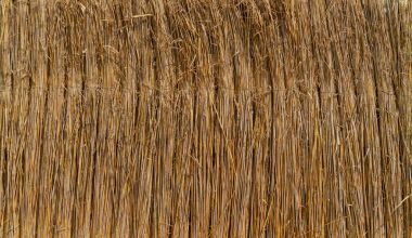 蘆葦背景性質(zhì)圖片