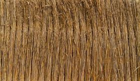 芦苇背景性质图片