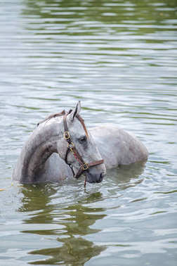 這匹栗色馬上在湖中沐浴