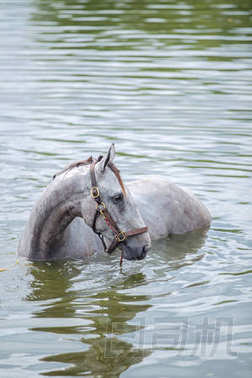這匹栗色馬上在湖中沐浴