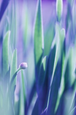 軟焦點綠草背景。綠草草甸在陽光明媚的早晨