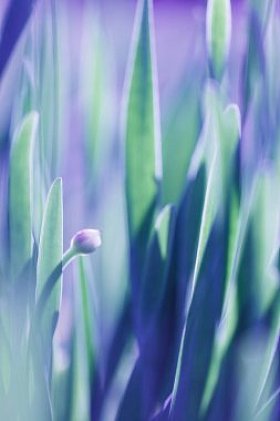 软焦点绿草背景。绿草草甸在阳光明媚的早晨