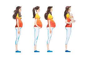 卡通插图的妊娠阶段。怀孕的女人，在她的身体显示更改侧查看图像